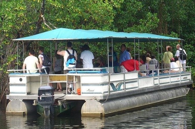 Private Black River Safari Tour from Montego Bay - Ecology and Commentary: How the Guide Makes the River Make Sense