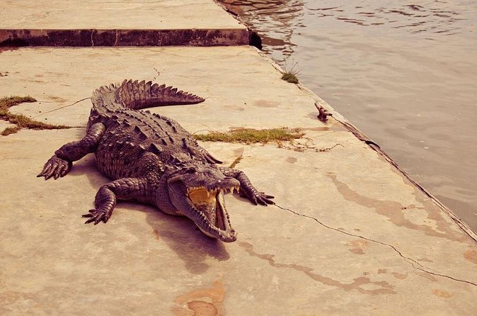 Private Black River Safari Tour from Montego Bay - Practical Tips That Actually Help on the Day