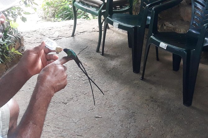 Private Rockland Bird Sanctuary Tour from Montego Bay - Key things to know before you go