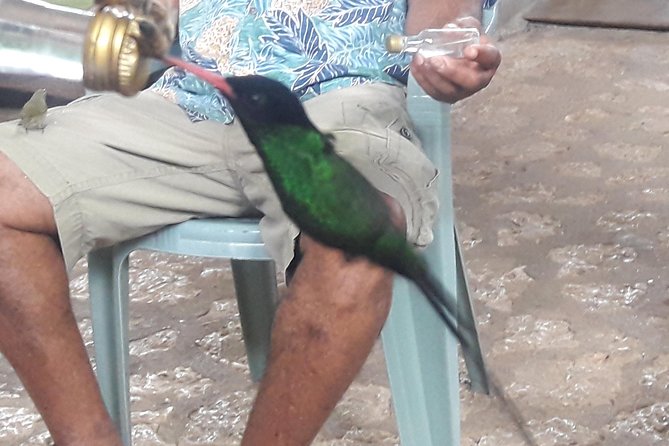 Private Rockland Bird Sanctuary Tour from Montego Bay - Rockland Bird Sanctuary: what you are really buying