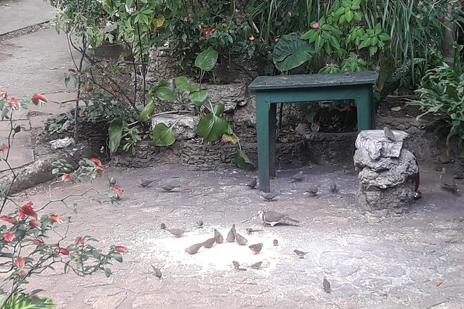 Private Rockland Bird Sanctuary Tour from Montego Bay - Garden walk details: what you will notice besides birds