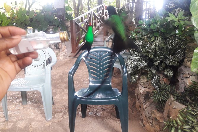 Private Rockland Bird Sanctuary Tour from Montego Bay - Comfort tips that make a big difference