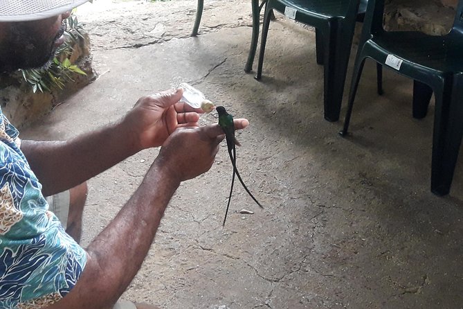 Private Rockland Bird Sanctuary Tour from Montego Bay - Timing and how this fits your Montego Bay schedule