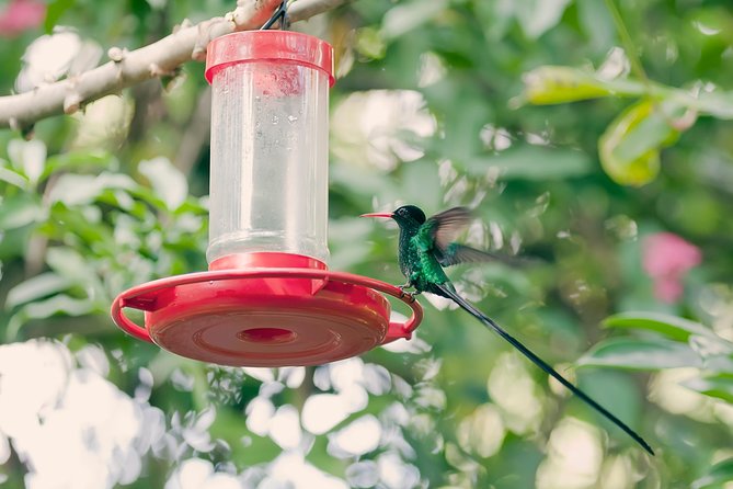Private Rockland Bird Sanctuary Tour from Montego Bay - Montego Bay pickup and the ride to Rocklands