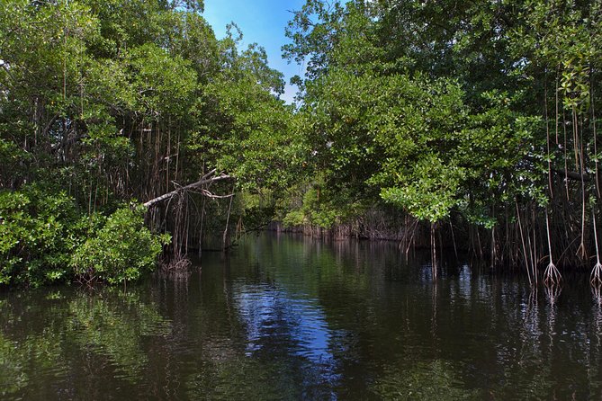 [PRIVATE] YS Falls, Black River, Pelican Bar - Entrance & Lunch - Pelican Bar on the Sandbank: Driftwood, Drinks, and Boat-Only Access