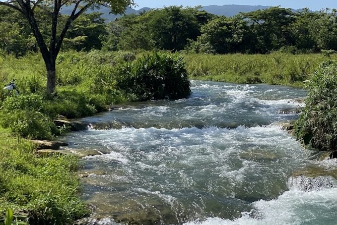 Rastasafari Experience ATV Adventure and Local Day Out - Rastafari village welcome and medicinal herbs on the ground