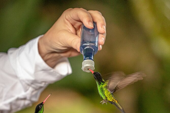 Rockland Bird Sanctuary plus Montego Bay Highlights & Shopping Private Tour - Rocklands Bird Sanctuary: sugar water, tame birds, and close-up magic