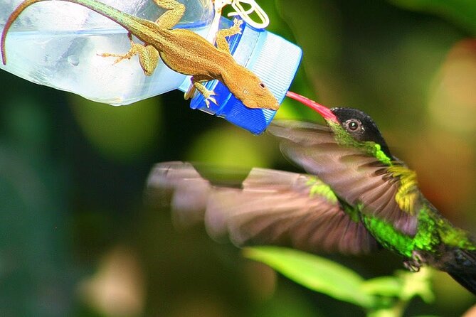 Rockland Bird Sanctuary plus Montego Bay Highlights & Shopping Private Tour - The bird menu: hummingbirds plus Jamaica songbirds you can attract