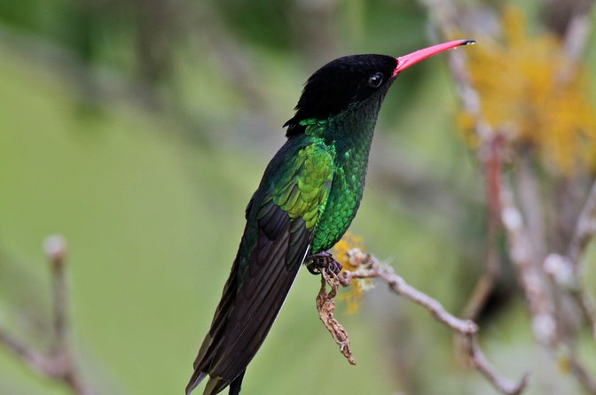 Rockland Bird Sanctuary Private Tour - Inside the sanctuary: what to expect when birds come to the sugar water