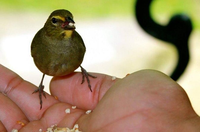 Rockland Bird Sanctuary Tour [Transportation] Hotel Pick-Up - Birds to Watch For: Jamaican Orioles, Warblers, Doves, and More