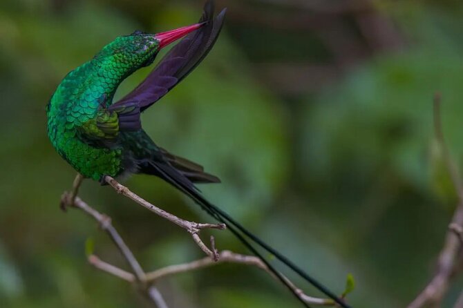 Rocklands Bird Sanctuary and Montego Bay Highlights - Anchovy Hills to Rocklands: why this ride feels like part of the show