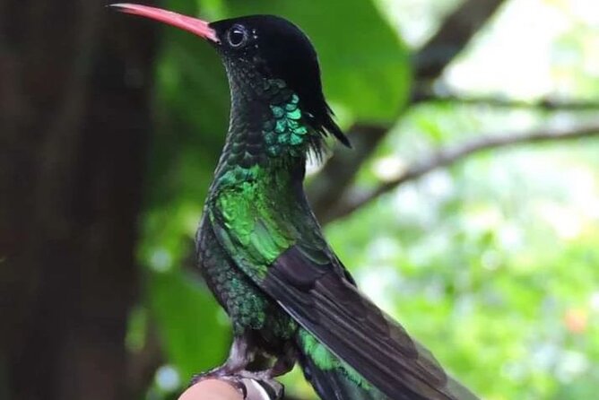 Rocklands Bird Sanctuary and Montego Bay Highlights - The value of a private transfer at $120 per person