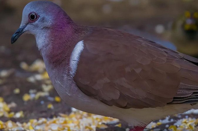 Rocklands Bird Sanctuary and Montego Bay Highlights - What the total 2 hours really means for your day
