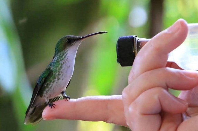 Rocklands Bird Sanctuary and Montego Bay Highlights - Practical tips for a smooth bird feeding experience