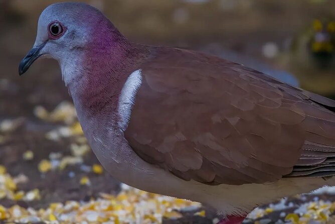 Rocklands Bird Sanctuary and Montego Bay Highlights - Should you book this Rocklands and Montego Bay highlight tour?