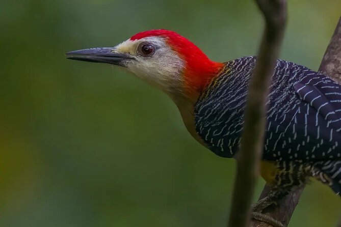 Rocklands Bird Sanctuary and Montego Bay Highlights - FAQ
