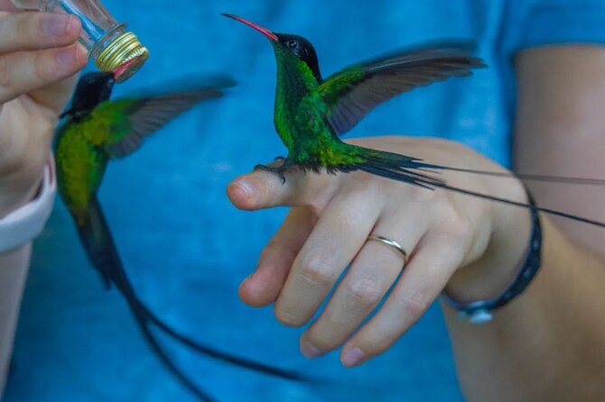 Rocklands Bird Sanctuary and Montego Bay Highlights - Rocklands Bird Sanctuary: hand feeding the national hummingbird