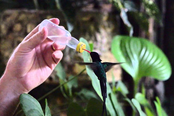 Rocklands Bird Sanctuary & City Highlights plus Shopping from Montego Bay - Rocklands Bird Sanctuary: the highlight most people remember