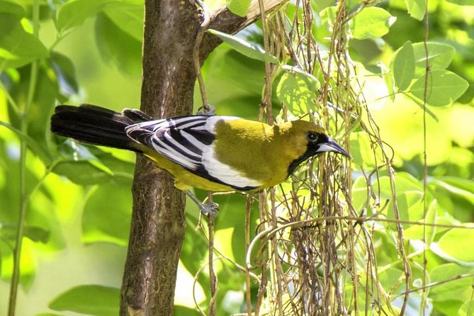 Rocklands Bird Sanctuary & City Highlights plus Shopping from Montego Bay - Richmond Hill Great House area: short stop, strong payoff