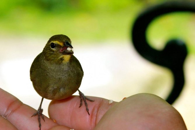 Rocklands Bird Sanctuary & City Highlights plus Shopping from Montego Bay - Price and logistics: what $135 buys you, and what it doesn’t