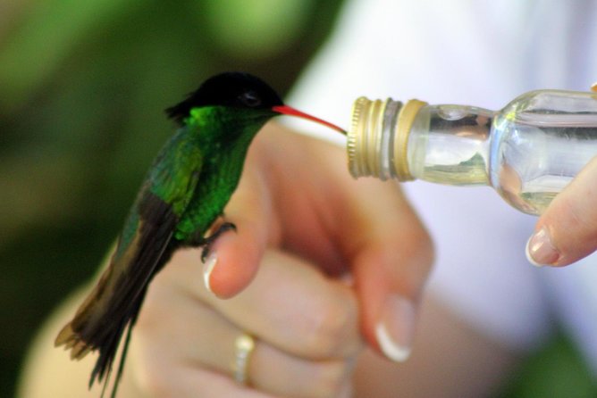 Rocklands Bird Sanctuary & City Highlights plus Shopping from Montego Bay - Who should book Rocklands and Montego Bay highlights?