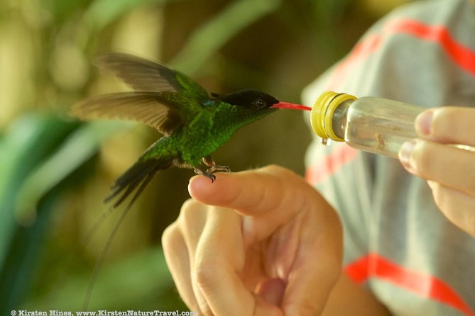 Rocklands Bird Sanctuary & City Highlights plus Shopping from Montego Bay - Should you book this tour?