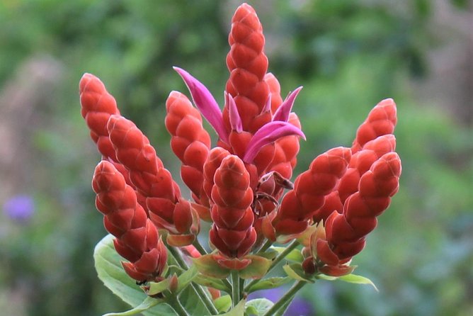 Skip the Line: Ahhh Ras Natango Gallery and Garden Admission Tickets - Pickup timing, mobile ticket, and the cruise passenger detail