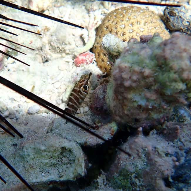 Snorkeling in Montego Bay with Transportation - Price and value: is $133 per person worth it?