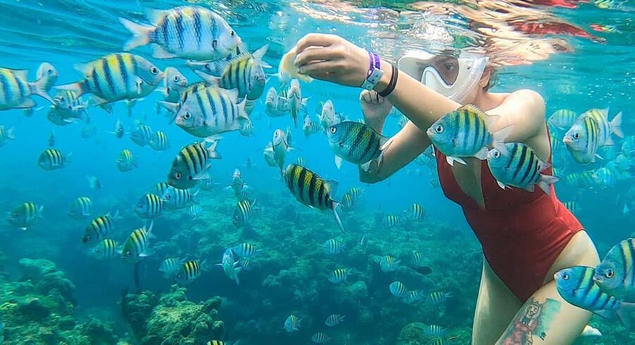 Snorkeling in Montego Bay with Transportation - Pickup and drop-off around Falmouth and Grand Palladium zones