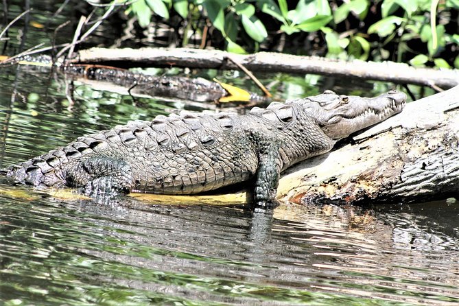 YS Falls and Black River Safari Guided Tour from Montego Bay and Grand Palladium - Who This Tour Fits Best, and Who Might Skip It